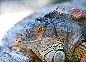 komodo