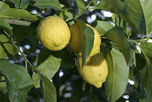 The famous lemons of Amalfi