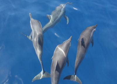 The amazing marine life of Tonga