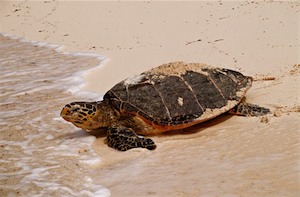 Sea Turtle in Seychelles