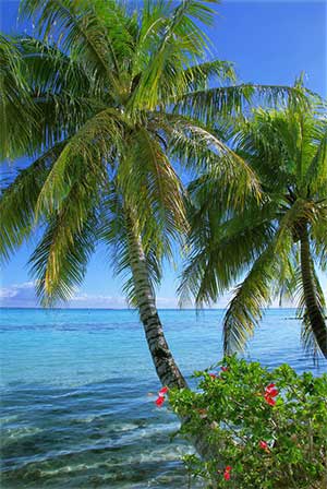 moorea beach and palm tree