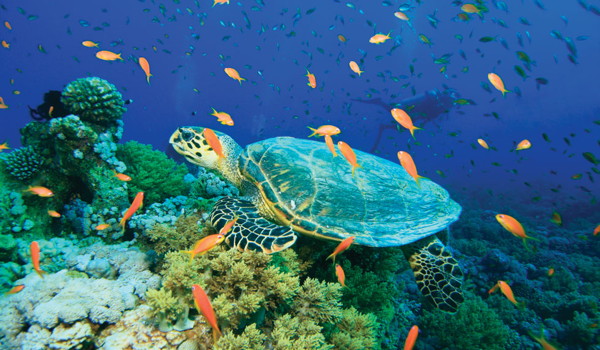 turtles