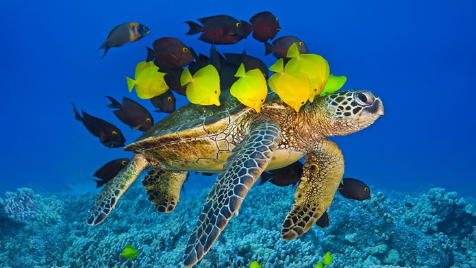 turtlefish1
