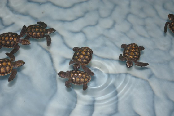 See what Old Hegg Turtle Sanctuary is doing for the Hawksbill Turtle Conservation Program