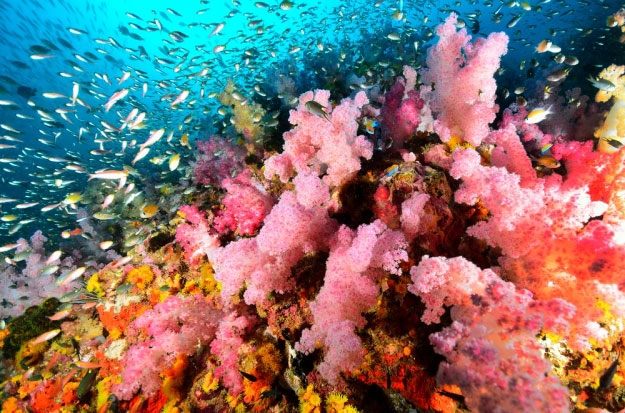 thailandsimilanislands1