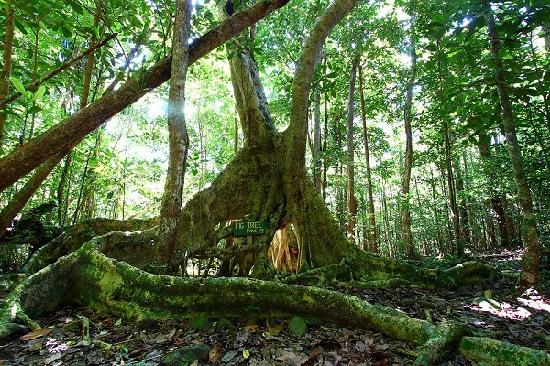 a-fig-tree-on-the-central