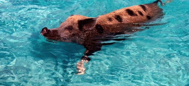 pig