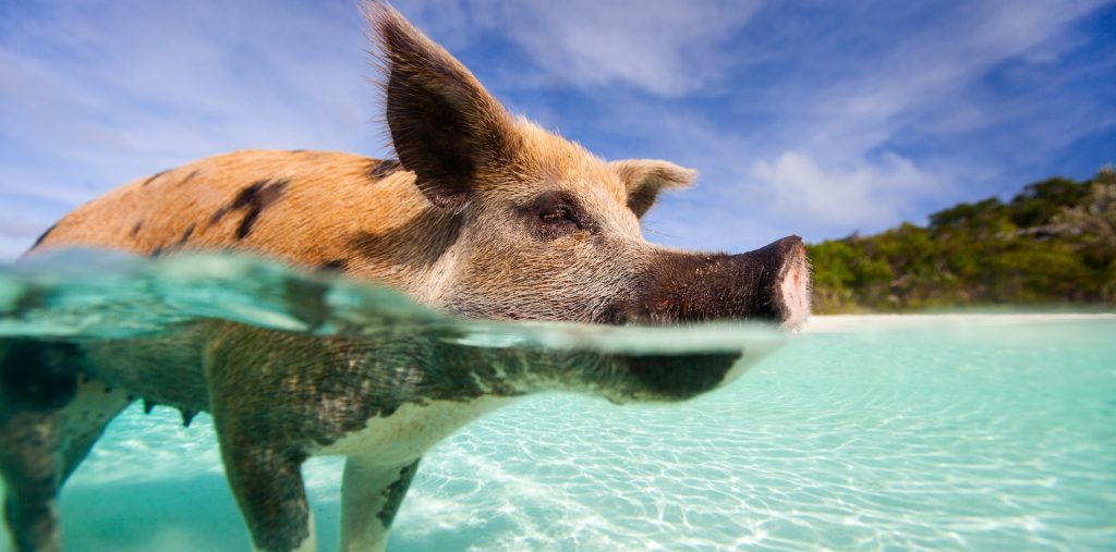 Swimming pig in a water at beach on Exuma Bahamas