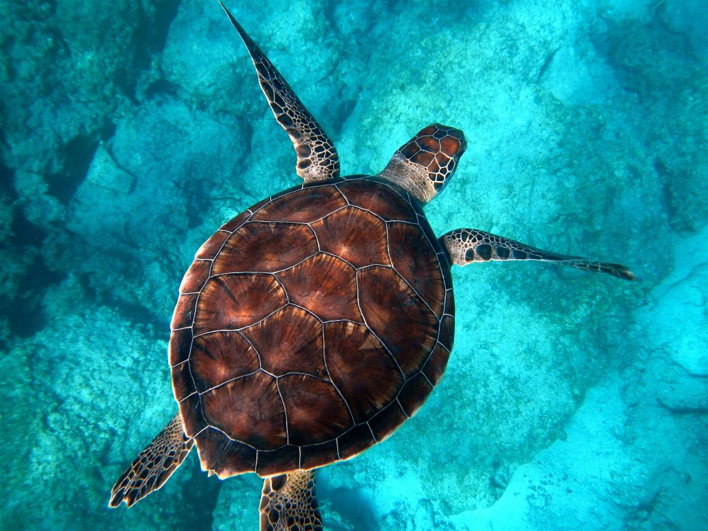 Turtle, Virgin Islands Caribbean