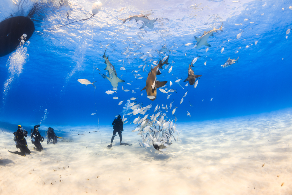 Caribbean Diving