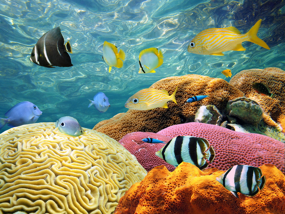 Dive an incredible underwater world