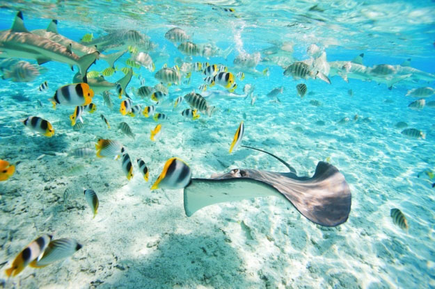 Diving in the South Pacific