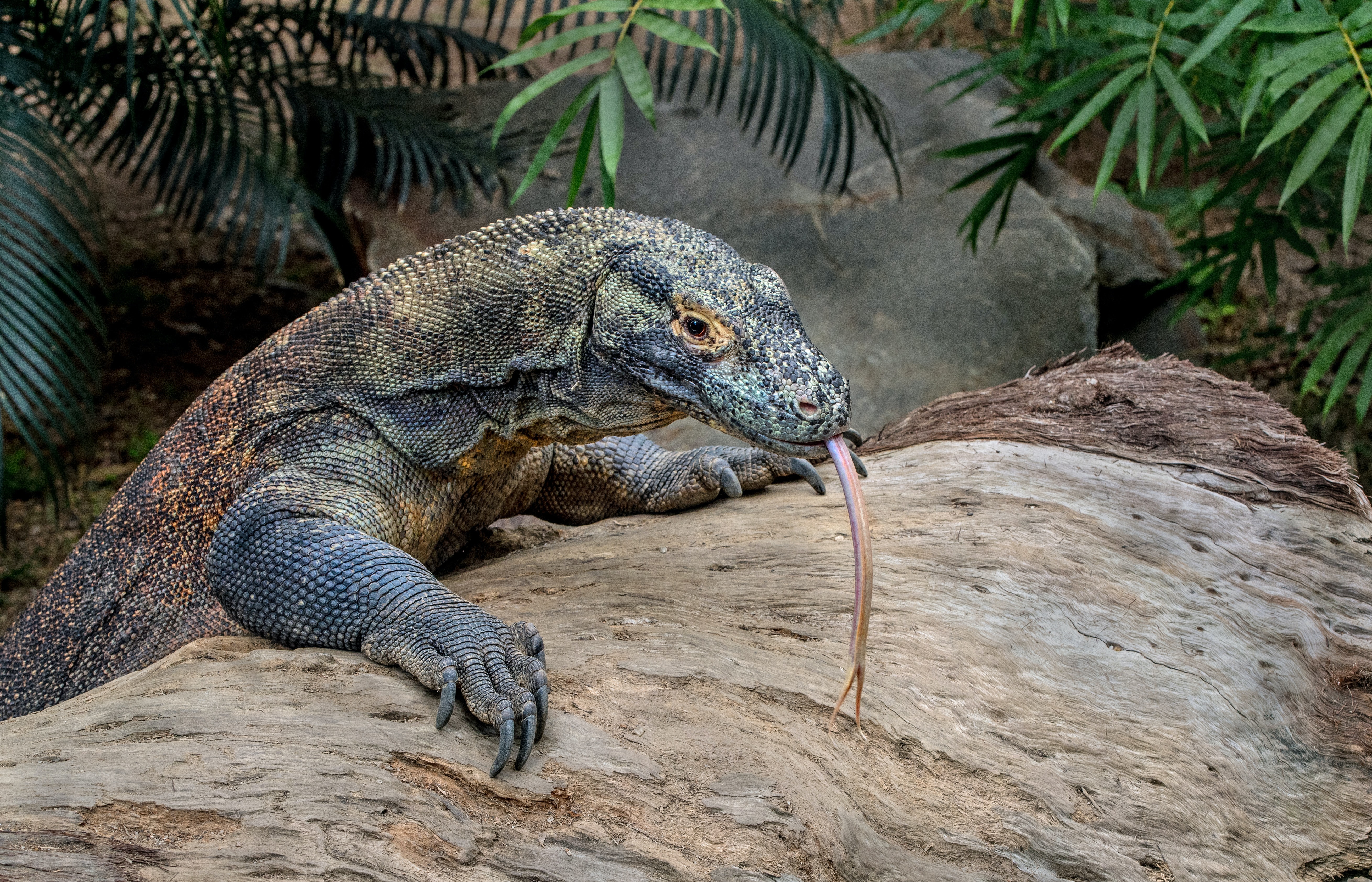 Komodo Dragon in Komodo National Park, Indonesia
