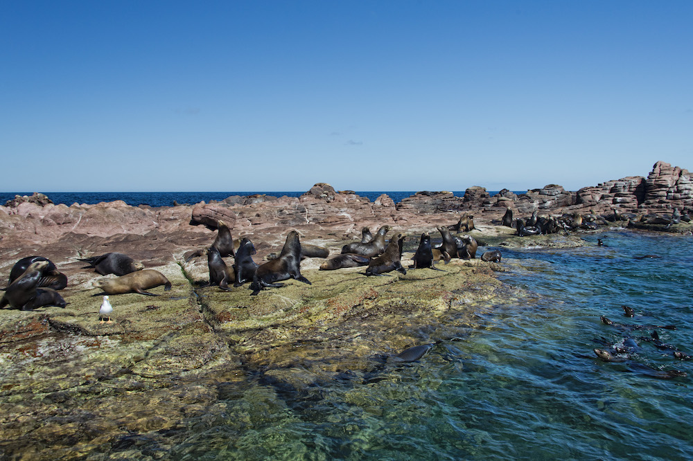 Los islotes mexico espiritu santu island sea lion retreat