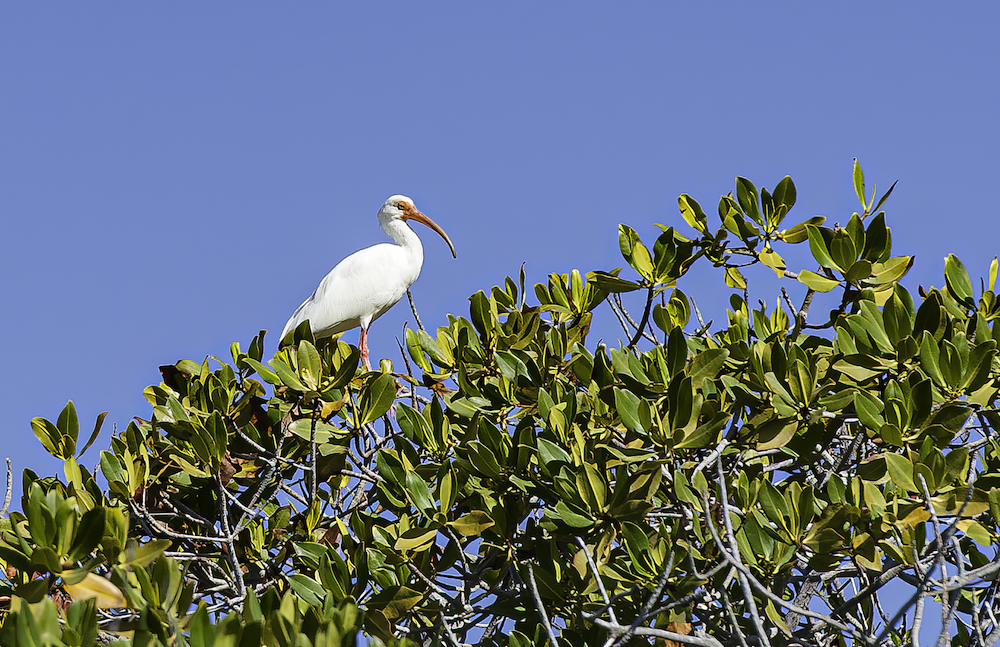 White Ibis, Eudocimus albus, perched on a mangrove tree on Isla San Jose Sea of Cortez, Mexico