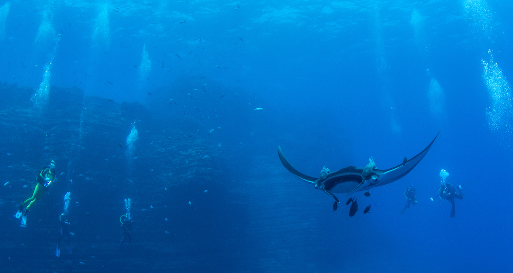 swim with the Manta Rays at Isla Revillagigedos, Mexico on your sailing charter!