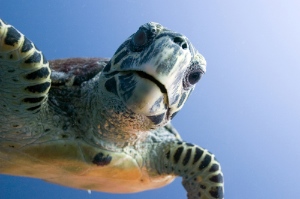 A sea turtle in the Maldives