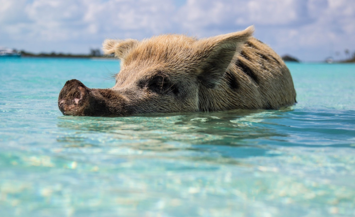 Bahamas yacht charter, Bahamas boat rental