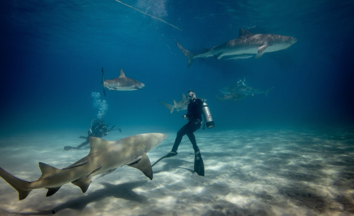 Diving charters with boatbookings