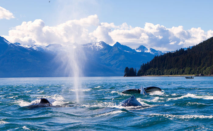 Charter a yacht to Alaska