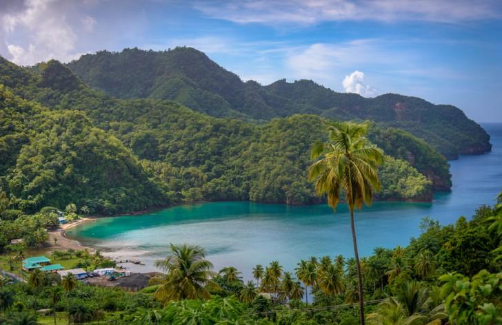 St Vincent and the Grenadines - Palm trees in St Vincent