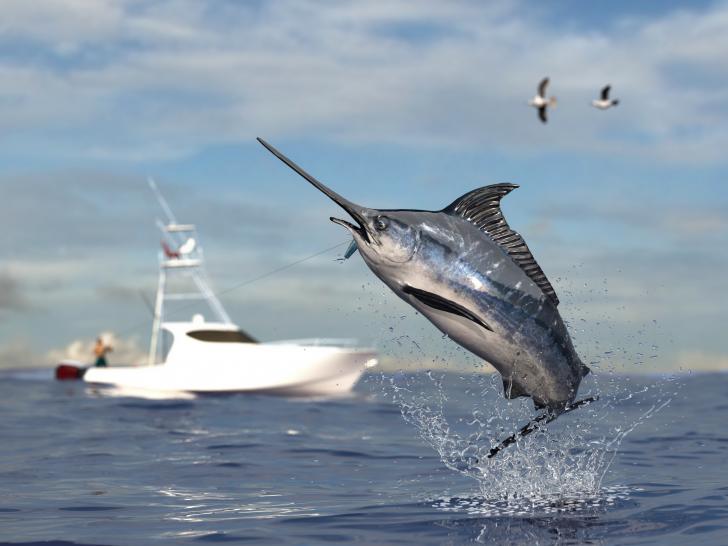 fishing charters with boatbokings