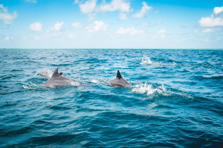 maldives, asia yacht charter, Maldives boat rental