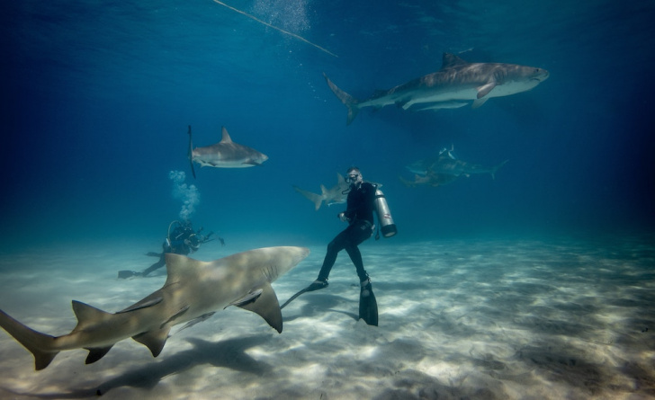 Diving charters with boatbookings