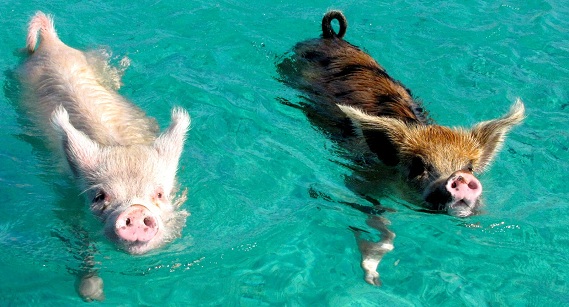 The swimming pigs at Big Major Cay are one of the best attractions in the Bahamas