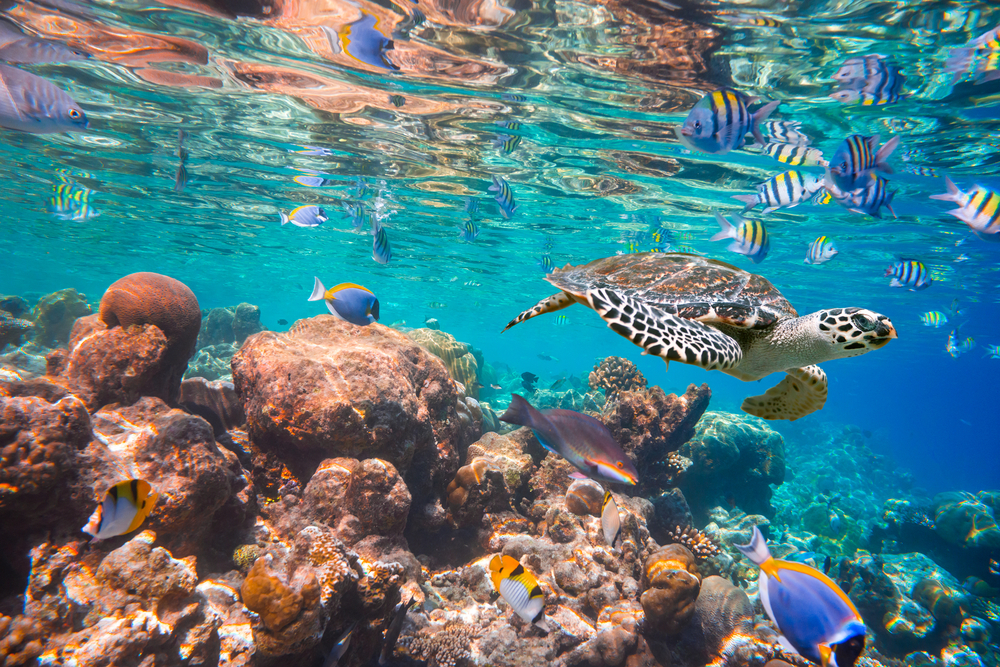 Explore the magical Maldives underworld when you dive off your yacht.