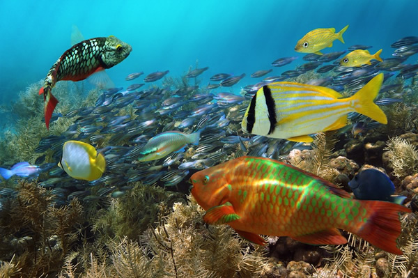 The Caribbean coral reef has plenty of marine life to offer, dive in and see!