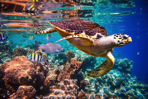 The waters of Southeast Asia are full of wonders like turtles and colourful fish.