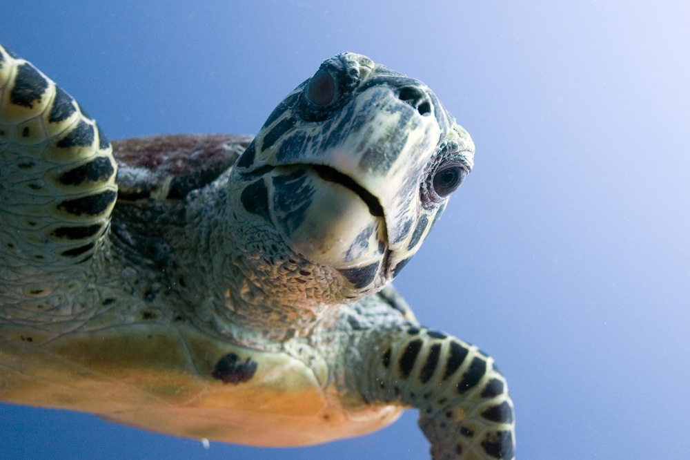 Get up close and personal with the sea turtles when you experience some of the best scuba diving